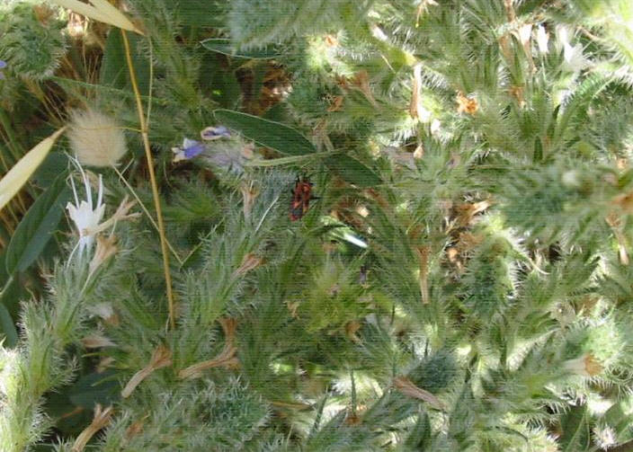 Determinazione: Calocoris nemoralis che simula un ligeide